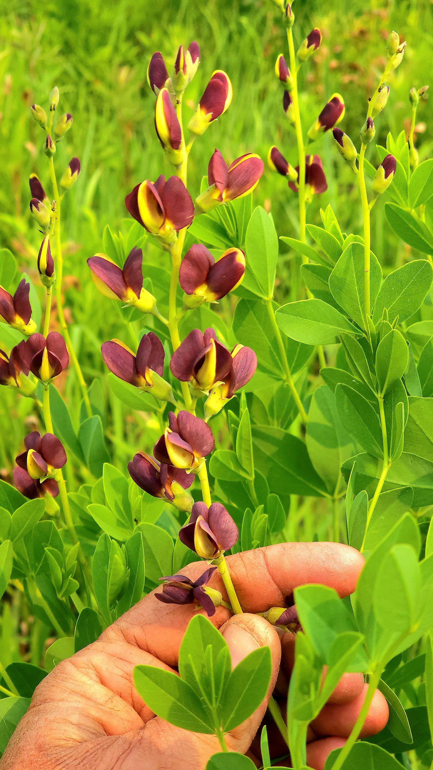 Deep Plum Baptisia