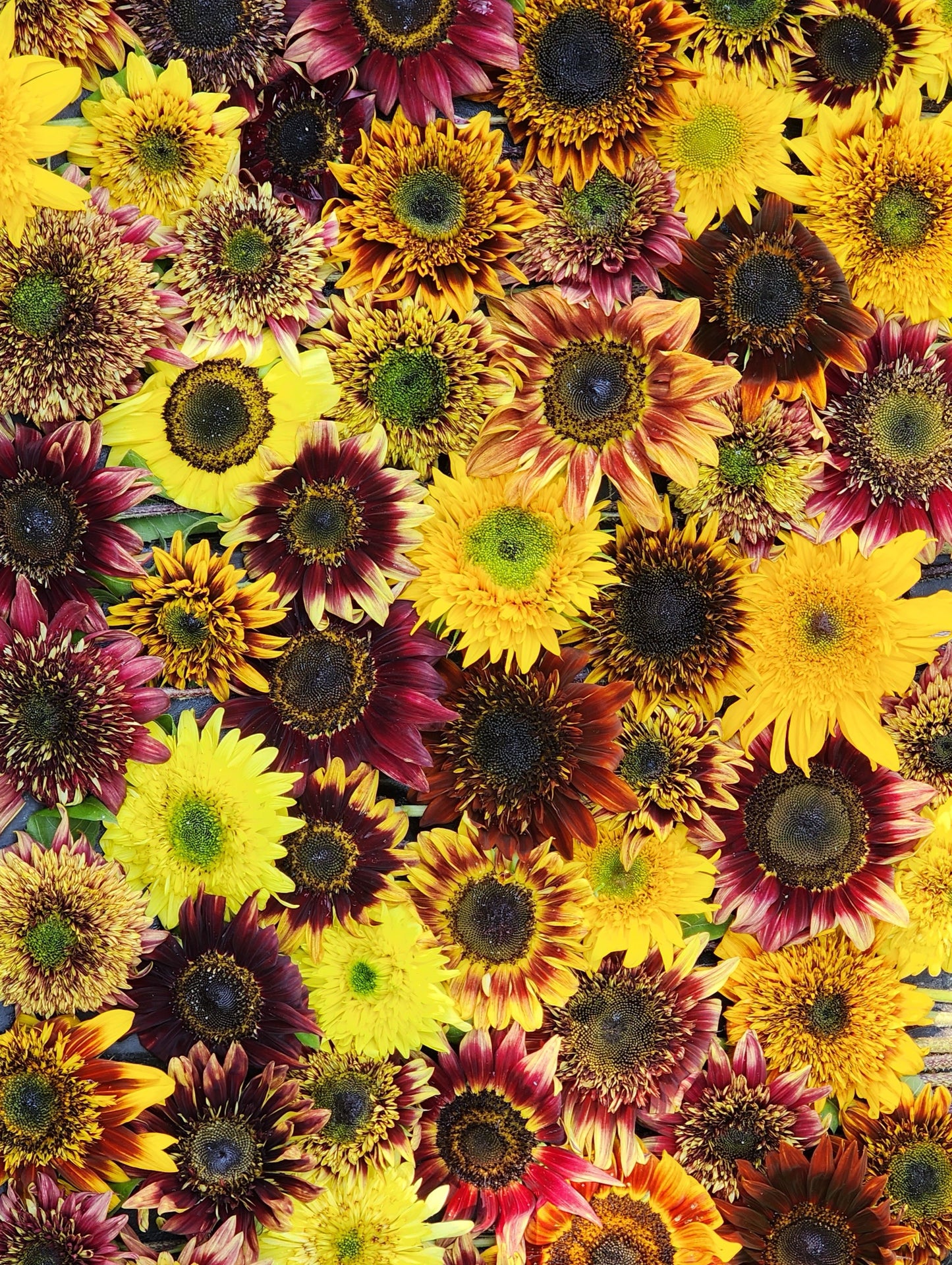 Van Gogh's Fantasy Mix - Refined for 2025