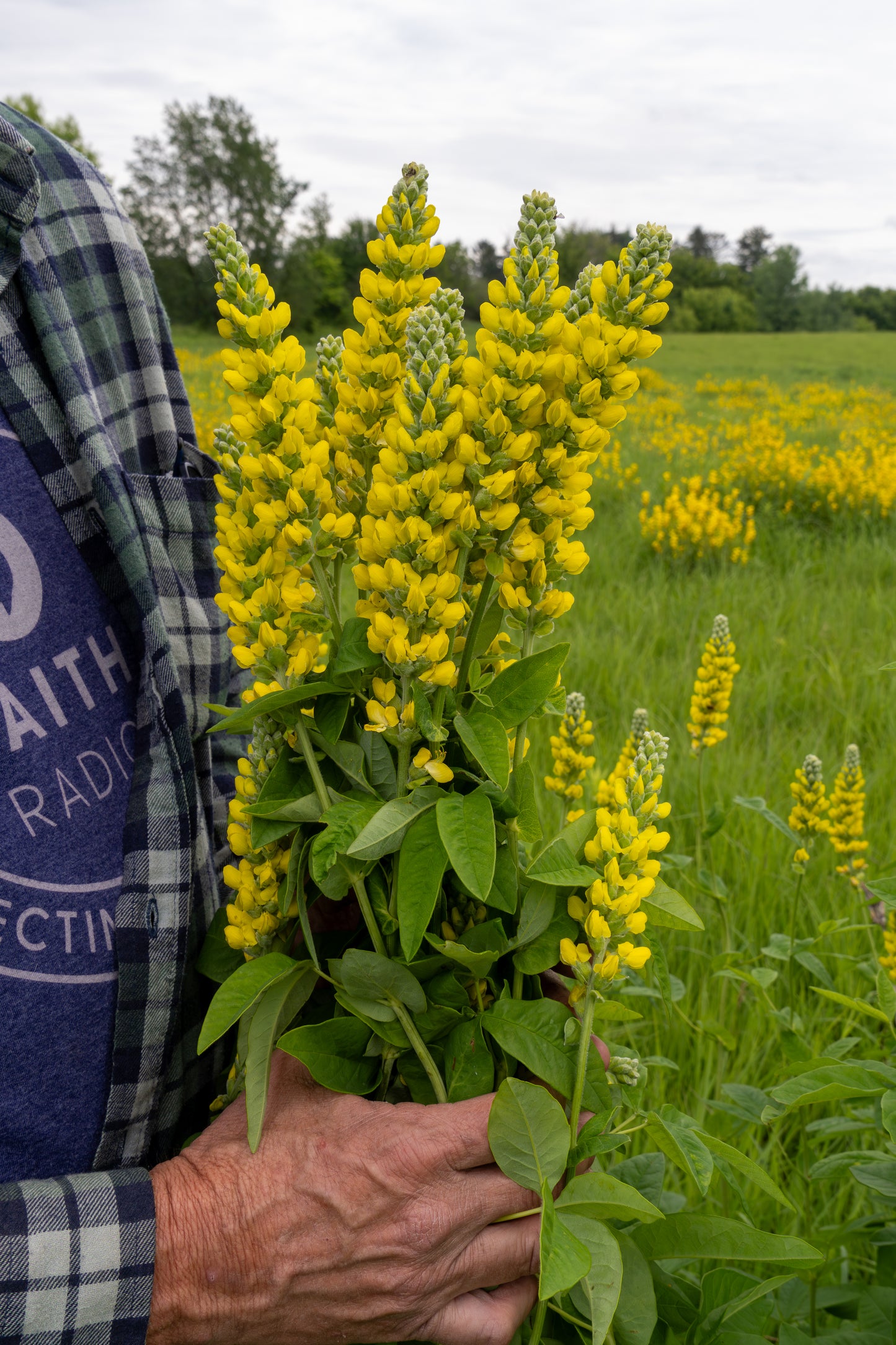 Carolina Lupine (Thermopsis Villosa)
