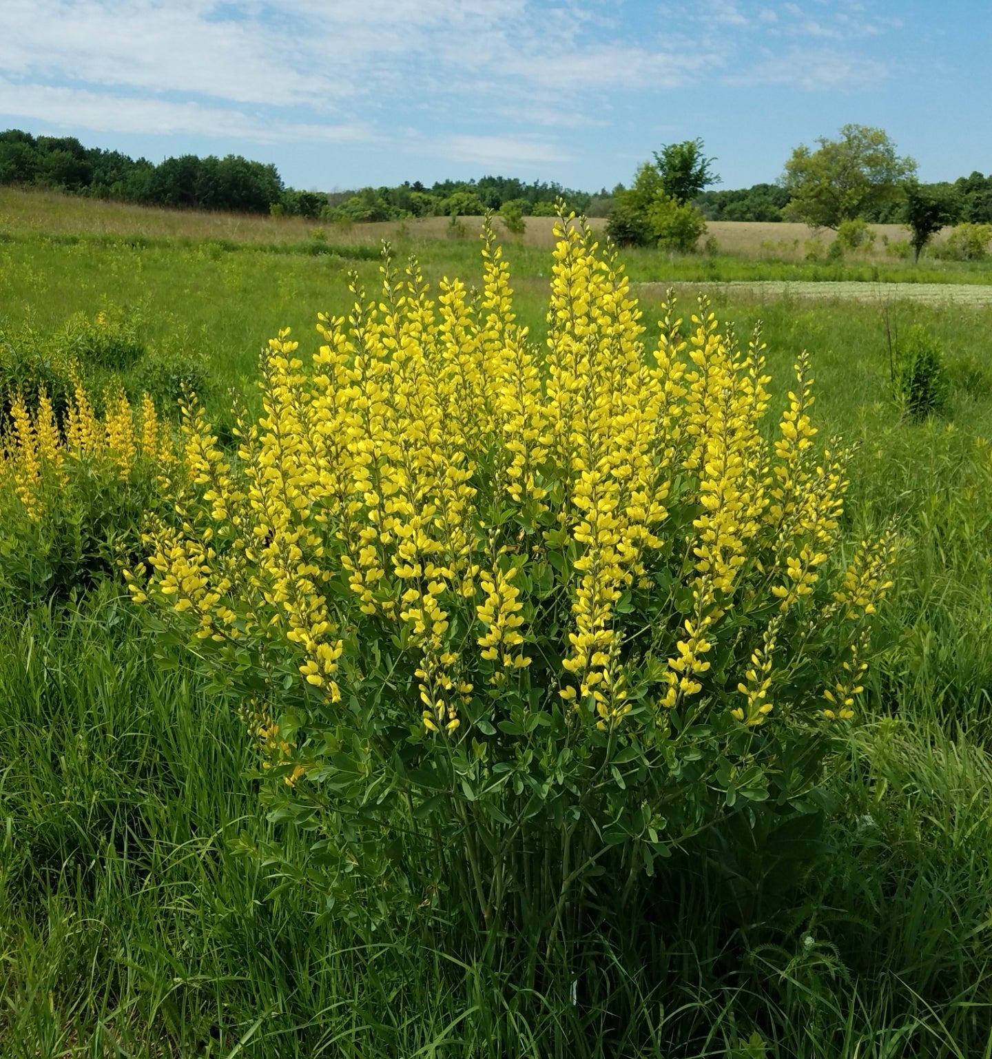 Baptisia Sphaerocarpa
