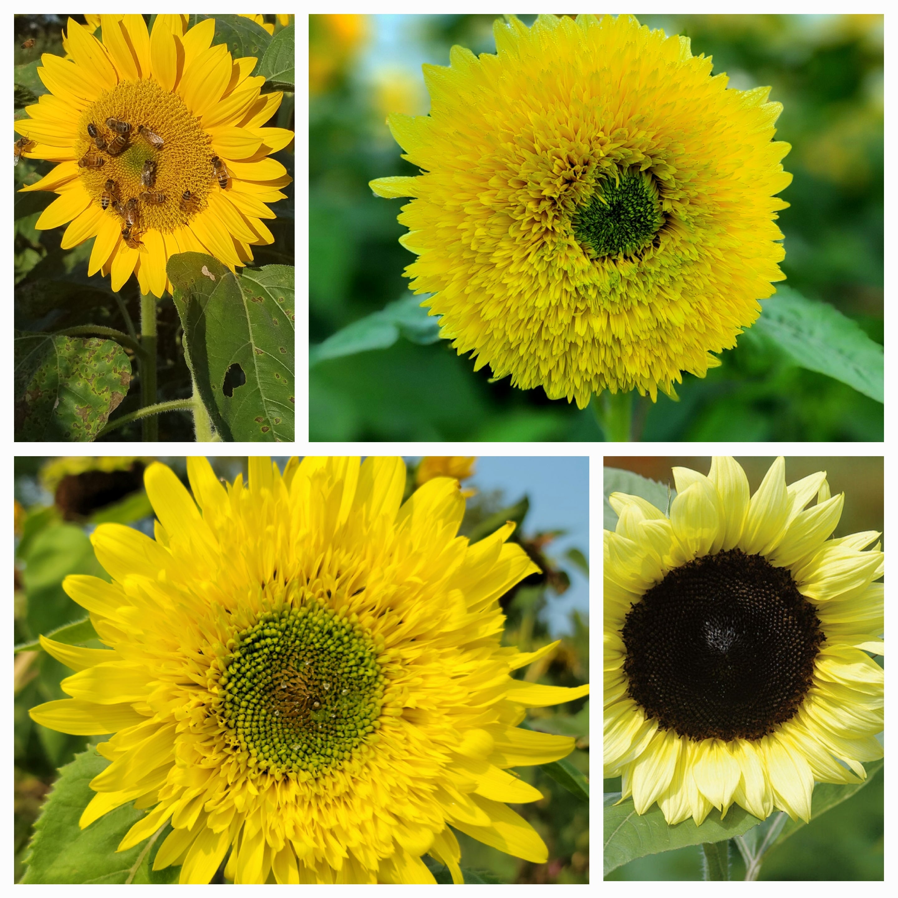 Lemon Drop Mix – Sunflower Steve Seed Co.