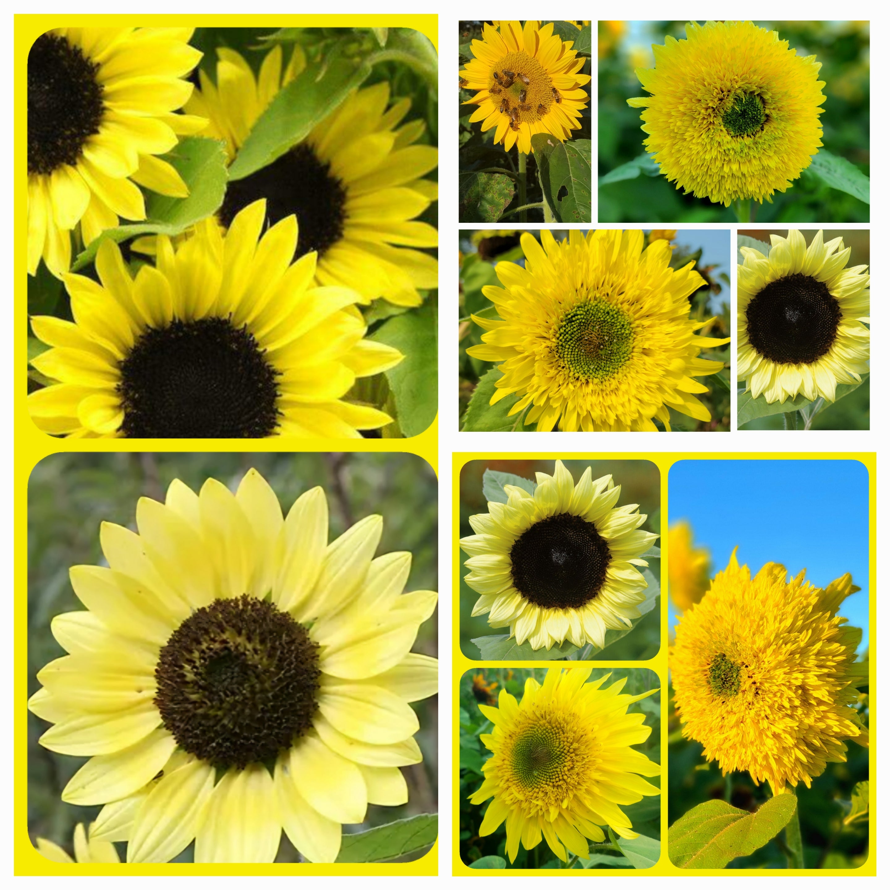 Lemon Drop Mix – Sunflower Steve Seed Co.