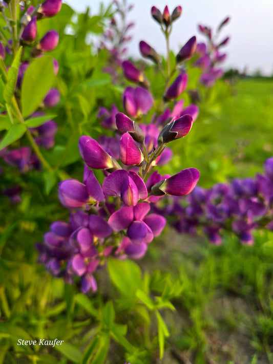 Purple/Grape Baptisia