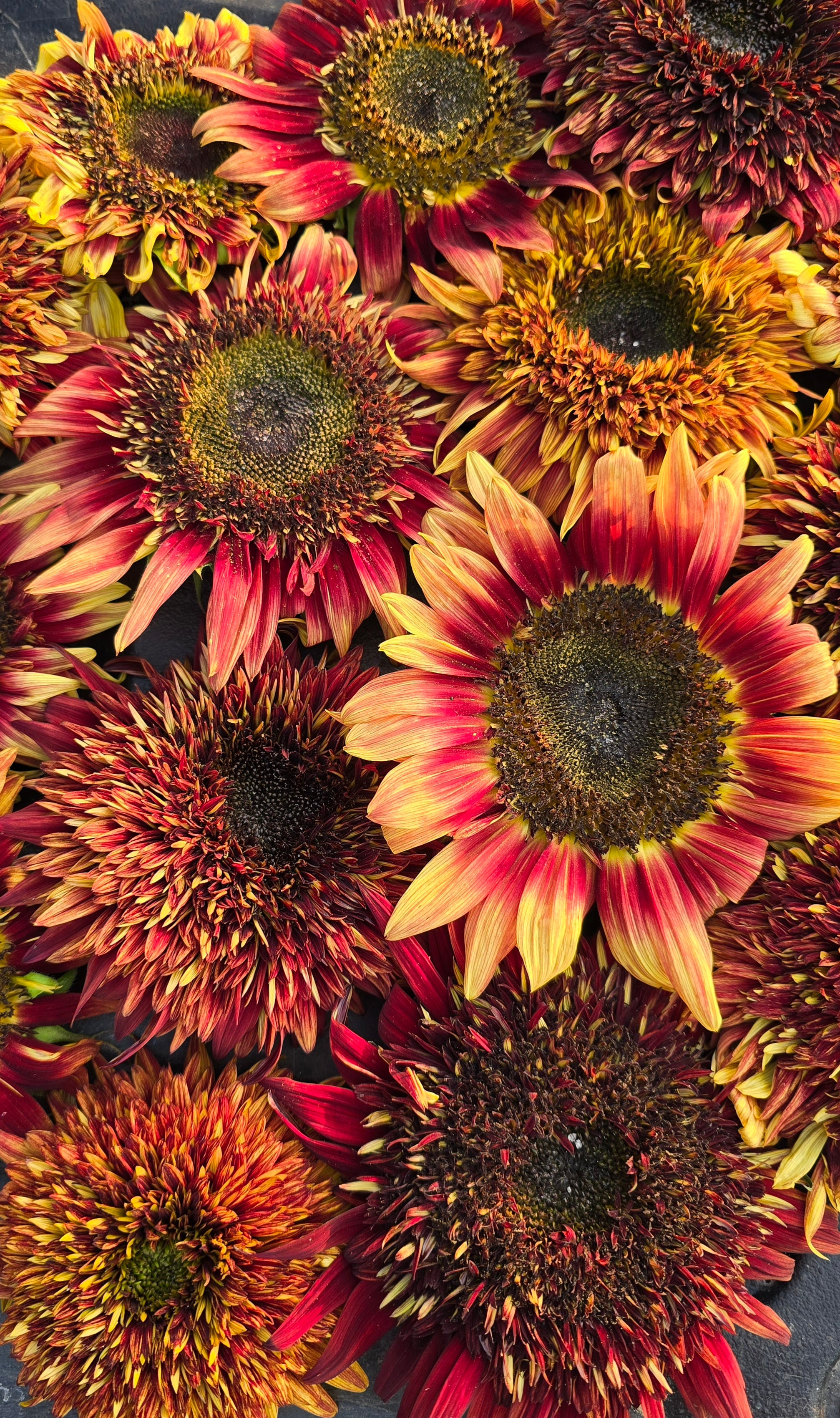 The Sunflower Steve Collection – Sunflower Steve Seed Co.