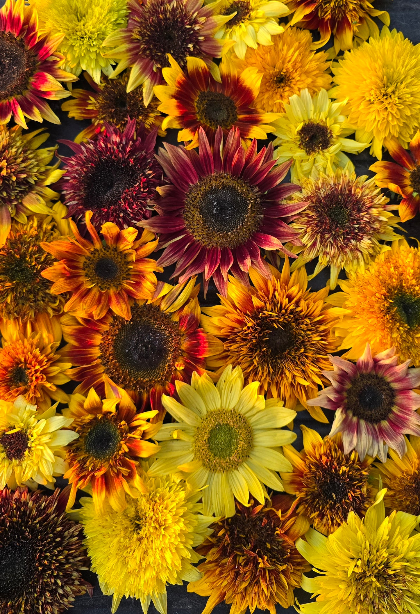 The Sunflower Steve Collection