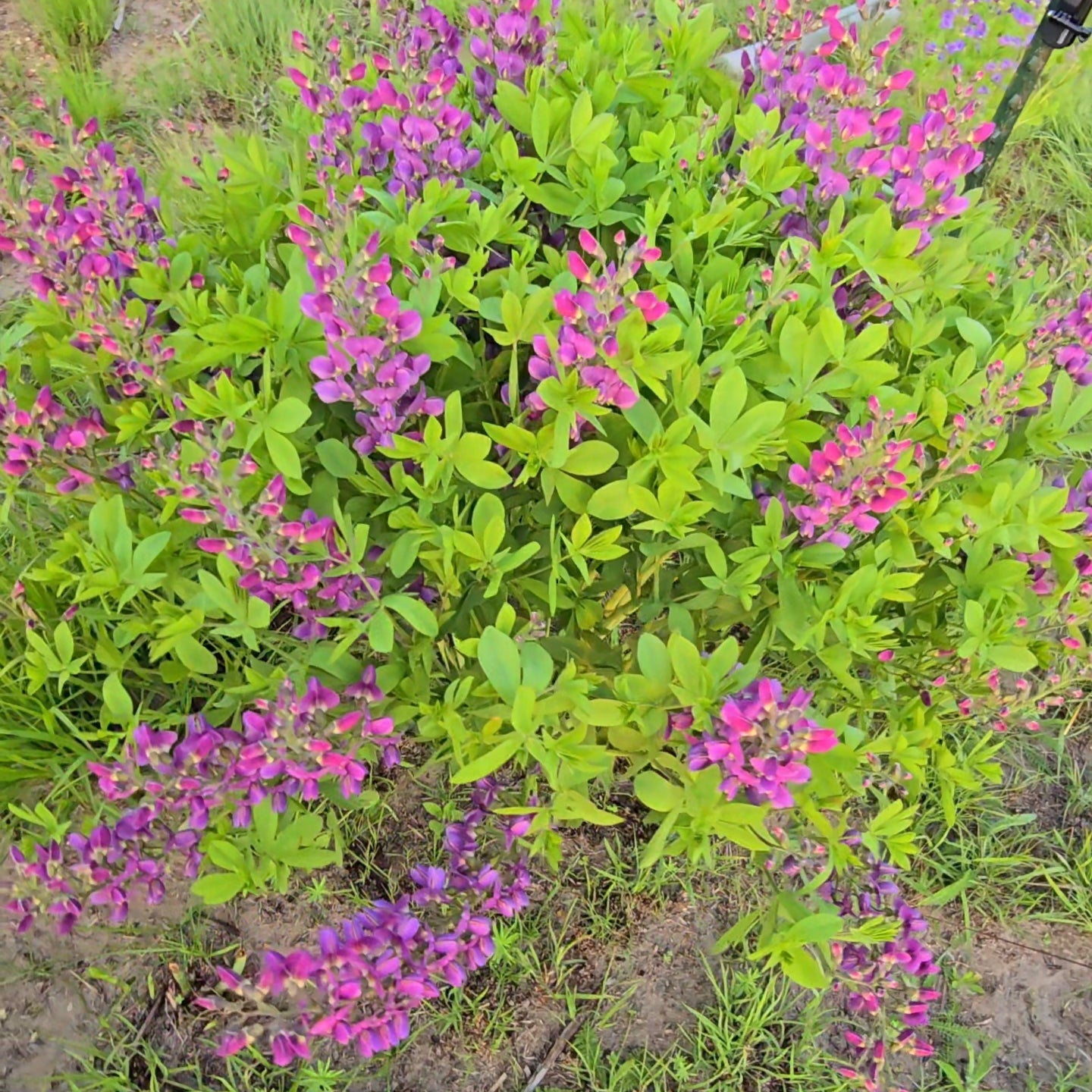 Purple/Grape Baptisia
