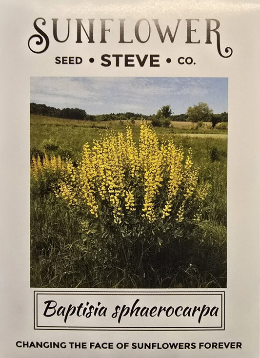 Baptisia Sphaerocarpa